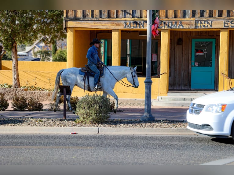 American Quarter Horse Klacz 11 lat 150 cm Siwa in Camp Verde AZ