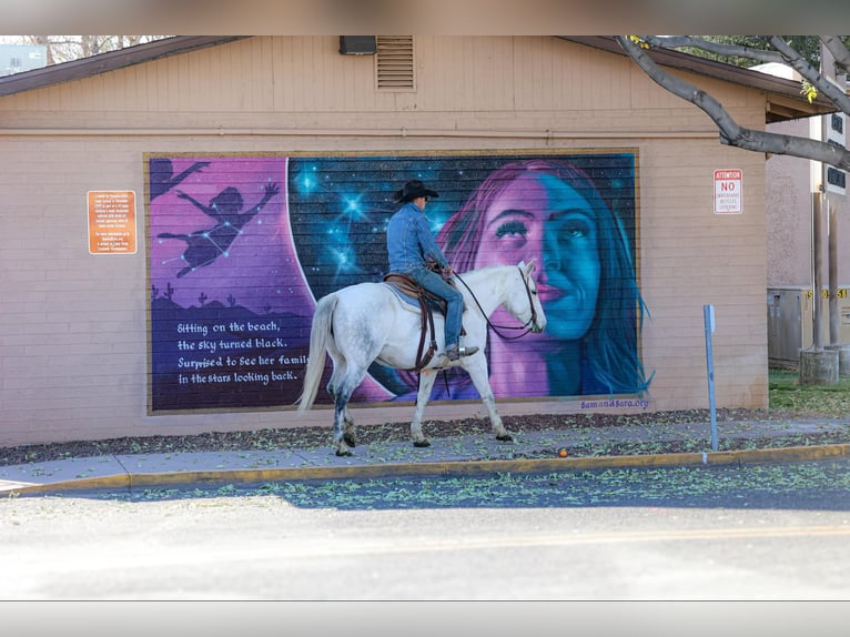 American Quarter Horse Klacz 11 lat 150 cm Siwa in Camp Verde AZ