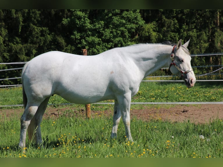 American Quarter Horse Klacz 11 lat 150 cm Siwa w hreczce in Schwarzach