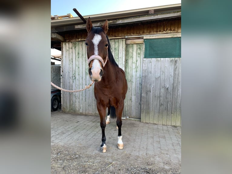 American Quarter Horse Klacz 11 lat 152 cm Gniada in Gießen