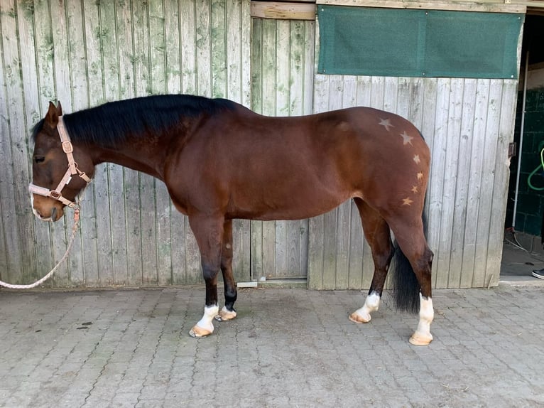 American Quarter Horse Klacz 11 lat 152 cm Gniada in Gießen