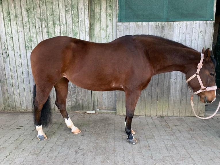 American Quarter Horse Klacz 11 lat 152 cm Gniada in Gießen