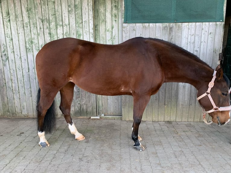 American Quarter Horse Klacz 11 lat 152 cm Gniada in Gießen