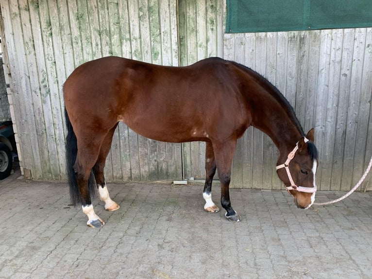 American Quarter Horse Klacz 11 lat 152 cm Gniada in Gießen