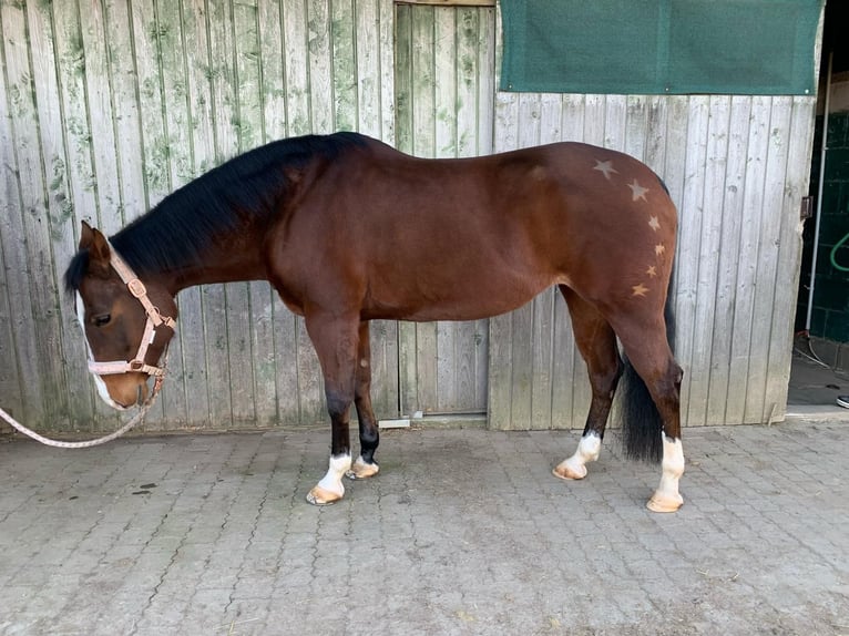 American Quarter Horse Klacz 11 lat 152 cm Gniada in Gießen