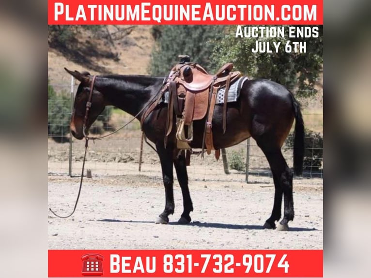 American Quarter Horse Klacz 11 lat 152 cm Gniada in King City CA