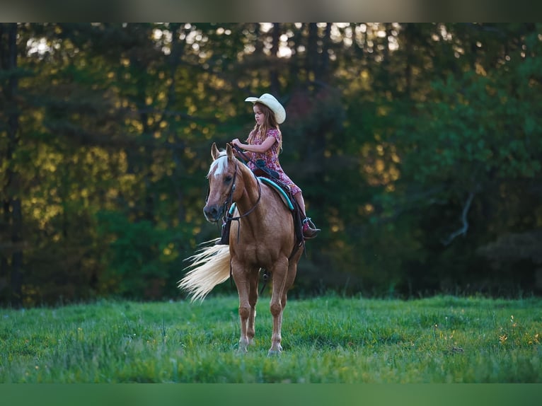 American Quarter Horse Klacz 11 lat 152 cm Izabelowata in Lyles