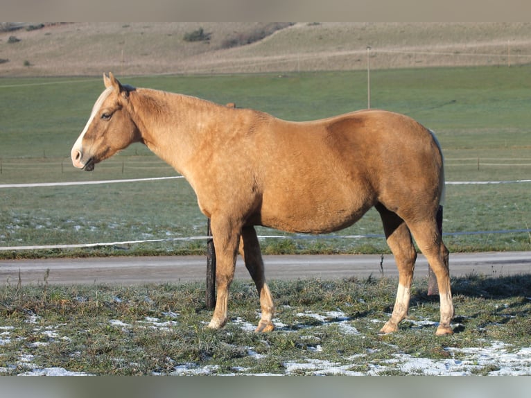 American Quarter Horse Klacz 11 lat 153 cm Izabelowata in Haigerloch