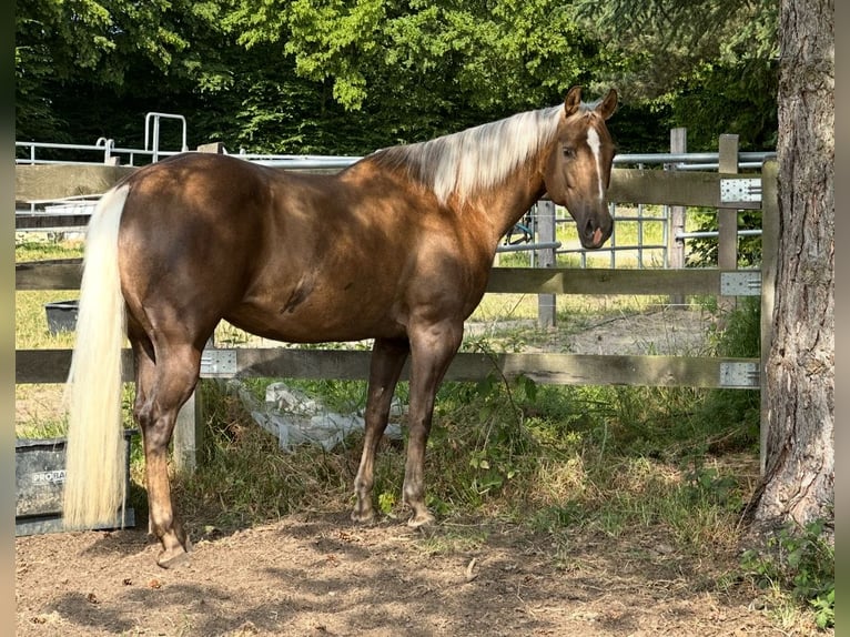 American Quarter Horse Klacz 11 lat 154 cm Izabelowata in Haan