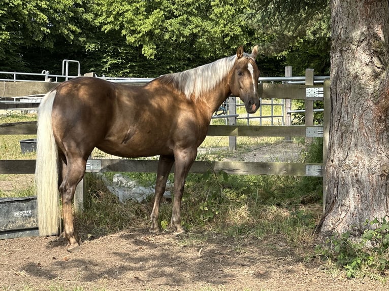 American Quarter Horse Klacz 11 lat 154 cm Izabelowata in Haan