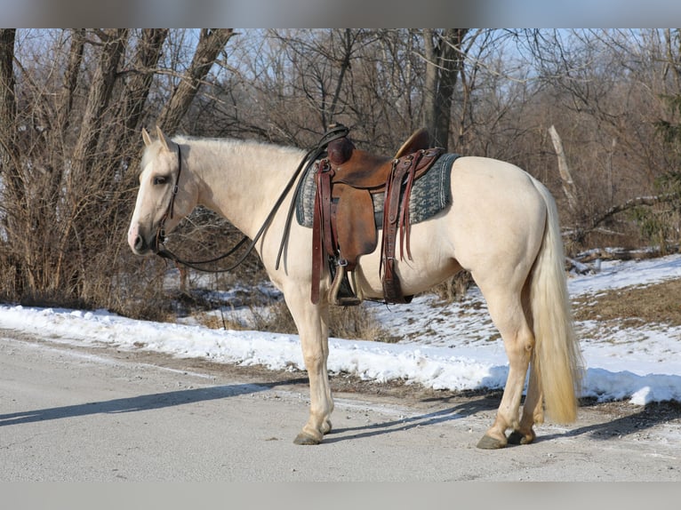 American Quarter Horse Mix Klacz 11 lat 155 cm Izabelowata in Zearing, IA