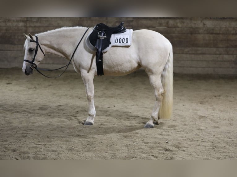 American Quarter Horse Mix Klacz 11 lat 155 cm Izabelowata in Zearing, IA