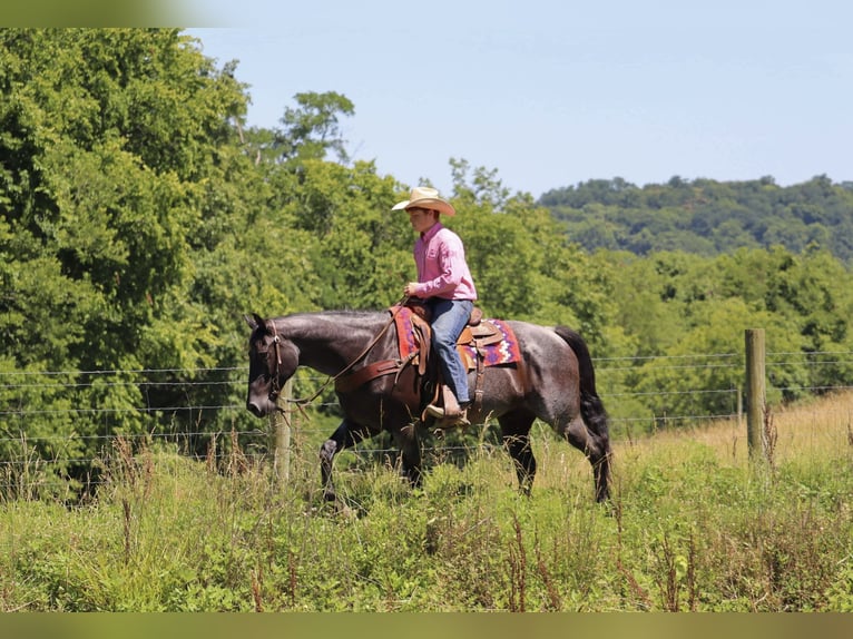 American Quarter Horse Klacz 11 lat 155 cm Karodereszowata in Culleoka, TN