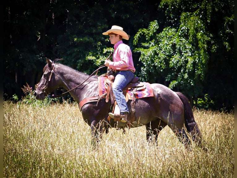 American Quarter Horse Klacz 11 lat 155 cm Karodereszowata in Culleoka, TN