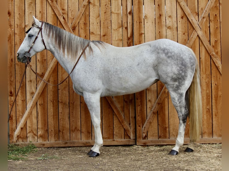 American Quarter Horse Klacz 11 lat 155 cm Siwa jabłkowita in Fort Collins