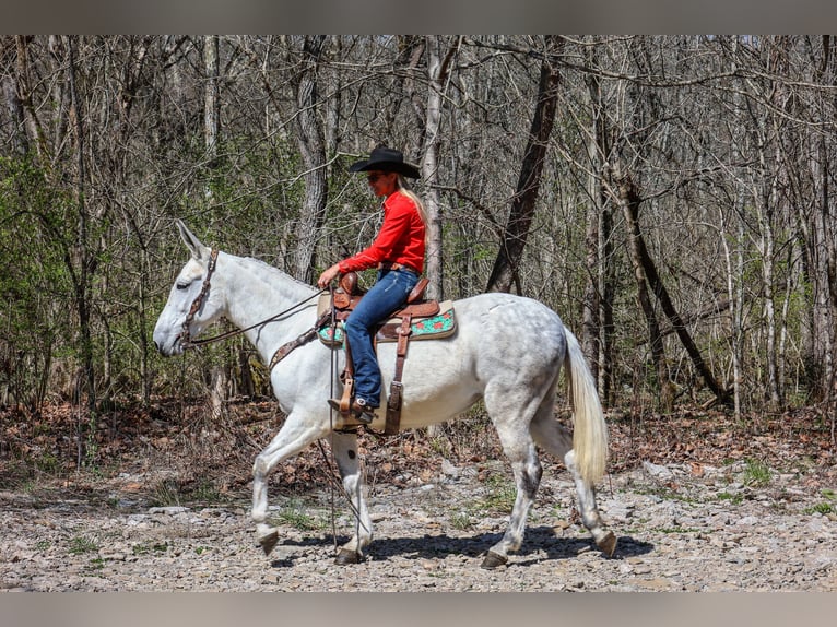 American Quarter Horse Klacz 11 lat 155 cm Siwa in FLEMINGSBURG