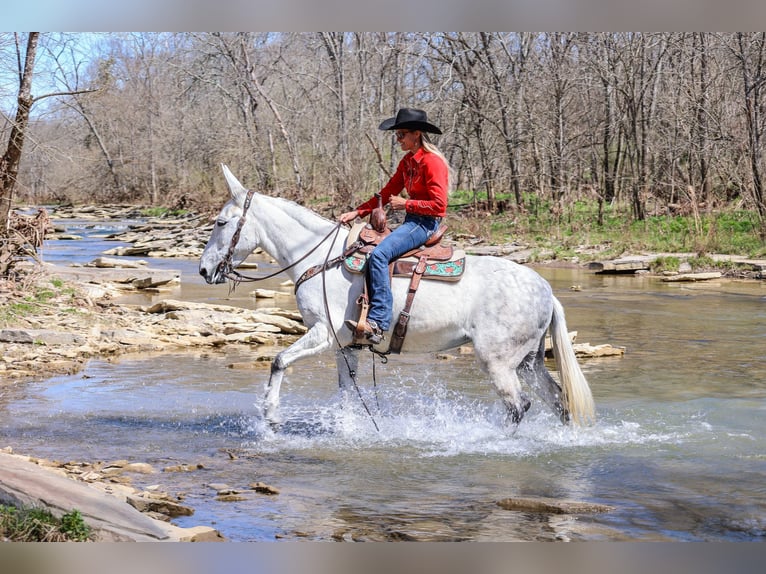 American Quarter Horse Klacz 11 lat 155 cm Siwa in FLEMINGSBURG