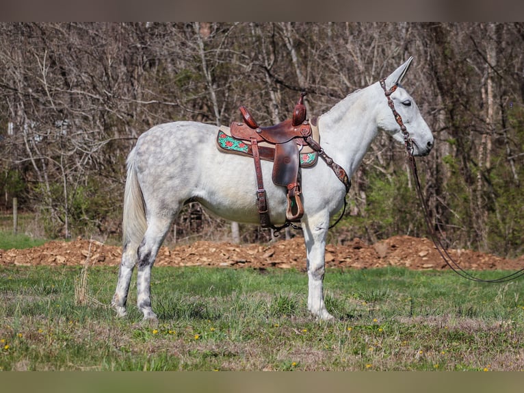 American Quarter Horse Klacz 11 lat 155 cm Siwa in FLEMINGSBURG