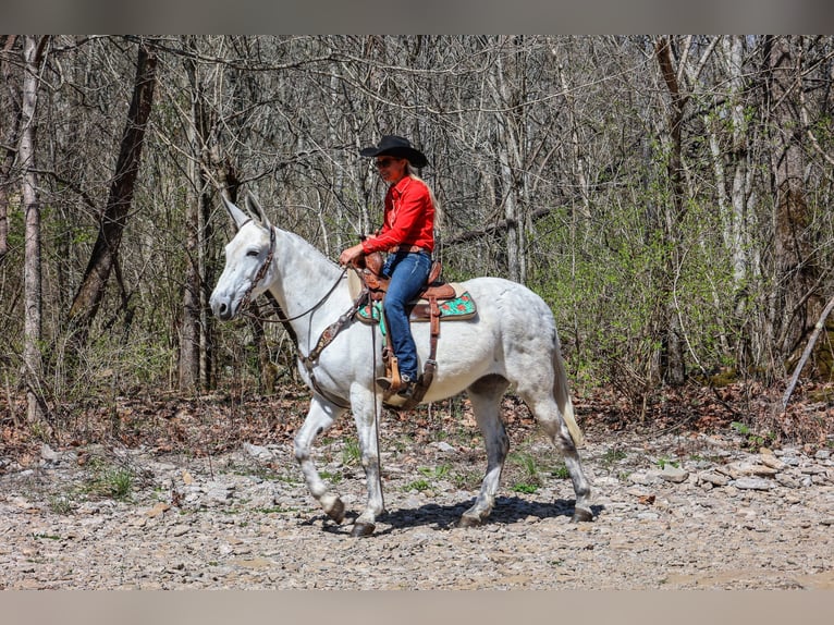 American Quarter Horse Klacz 11 lat 155 cm Siwa in FLEMINGSBURG