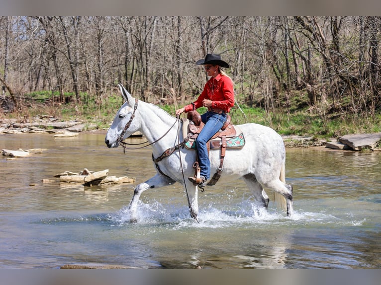 American Quarter Horse Klacz 11 lat 155 cm Siwa in FLEMINGSBURG