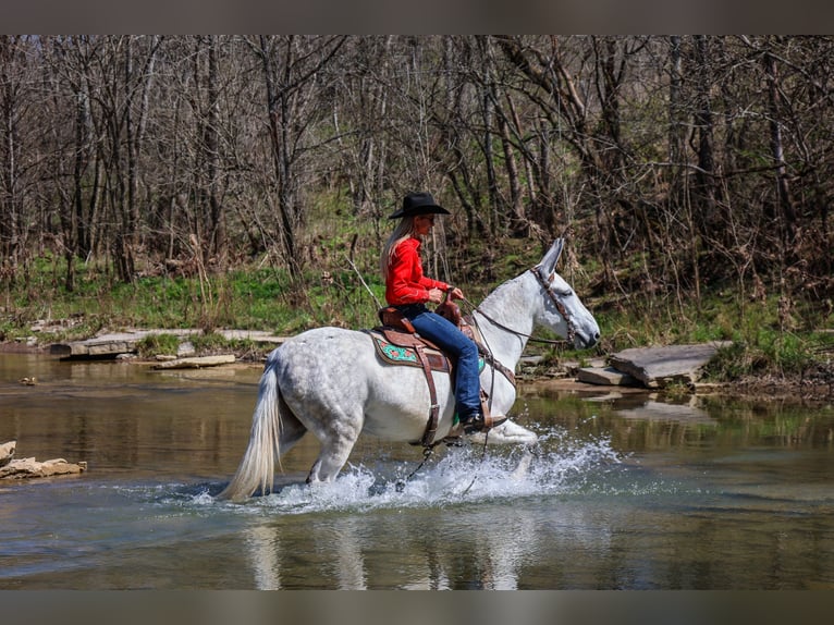 American Quarter Horse Klacz 11 lat 155 cm Siwa in FLEMINGSBURG