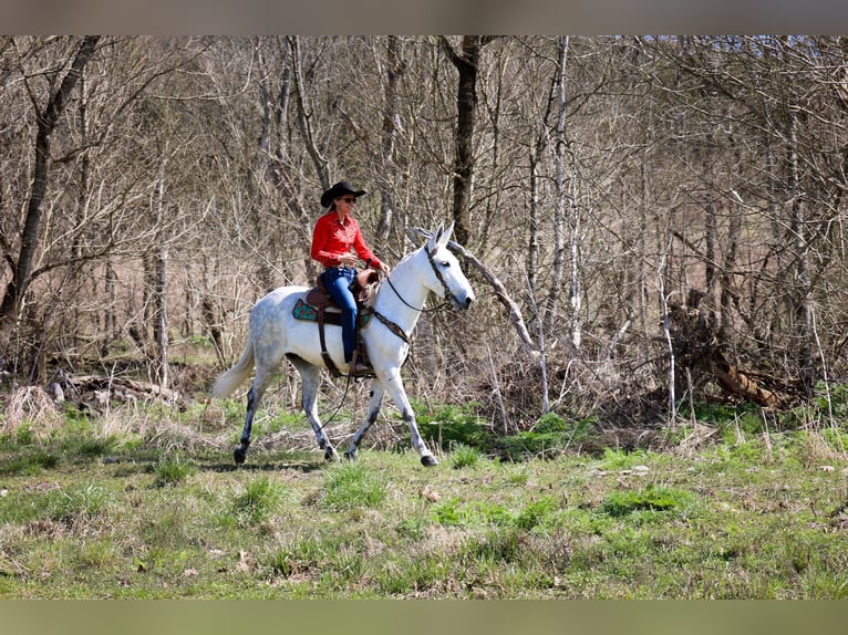 American Quarter Horse Klacz 11 lat 155 cm Siwa in FLEMINGSBURG