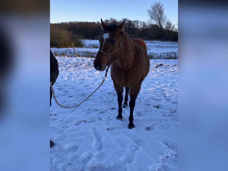 American Quarter Horse Klacz 11 lat 158 cm Bułana in Pudagla