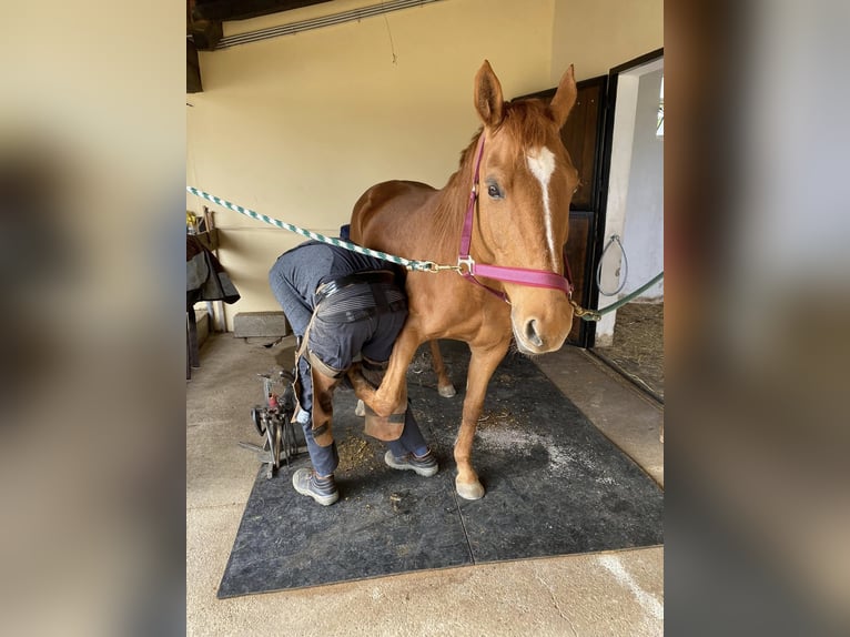 American Quarter Horse Mix Klacz 11 lat 158 cm Ciemnokasztanowata in Veržej