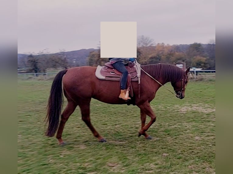 American Quarter Horse Klacz 11 lat 158 cm Kasztanowata in Schöllkrippen