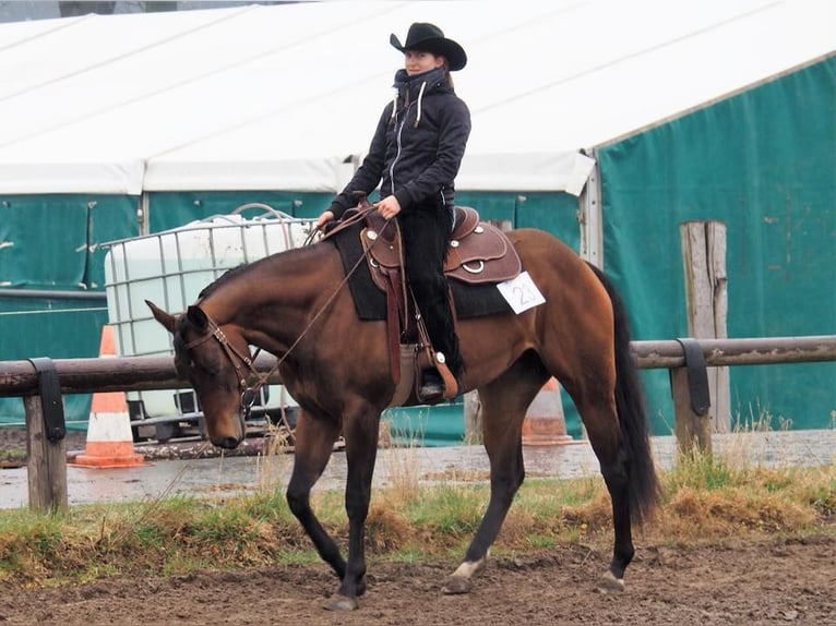 American Quarter Horse Klacz 11 lat 165 cm Gniada in Binnen