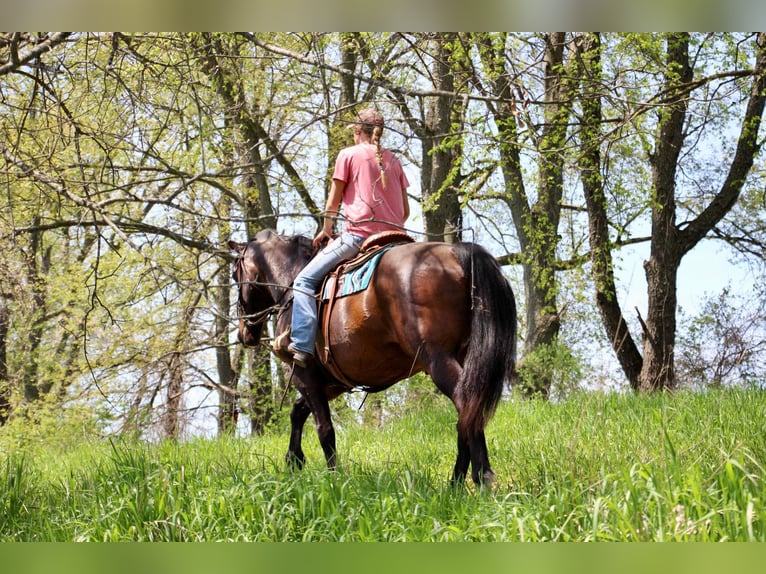 American Quarter Horse Klacz 11 lat 165 cm Gniada in HIghland MI