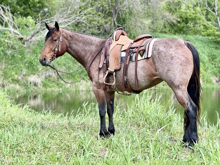 American Quarter Horse Klacz 11 lat Gniadodereszowata in Zearing, IA