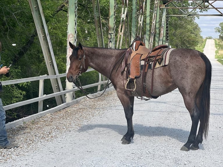 American Quarter Horse Klacz 11 lat Gniadodereszowata in Zearing, IA