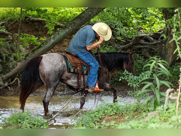 American Quarter Horse Klacz 11 lat Gniadodereszowata in Santa Fe