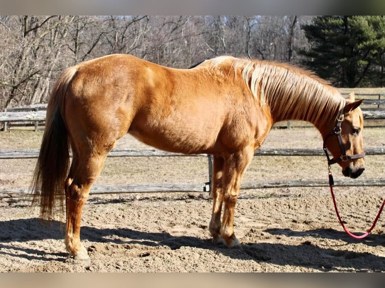 American Quarter Horse Mix Klacz 11 lat Izabelowata in Allentown, NJ