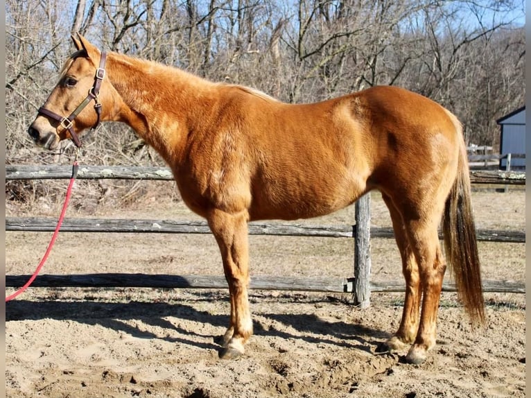 American Quarter Horse Mix Klacz 11 lat Izabelowata in Allentown, NJ