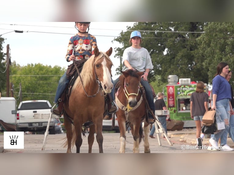 American Quarter Horse Klacz 12 lat 132 cm Izabelowata in Weatherford TX