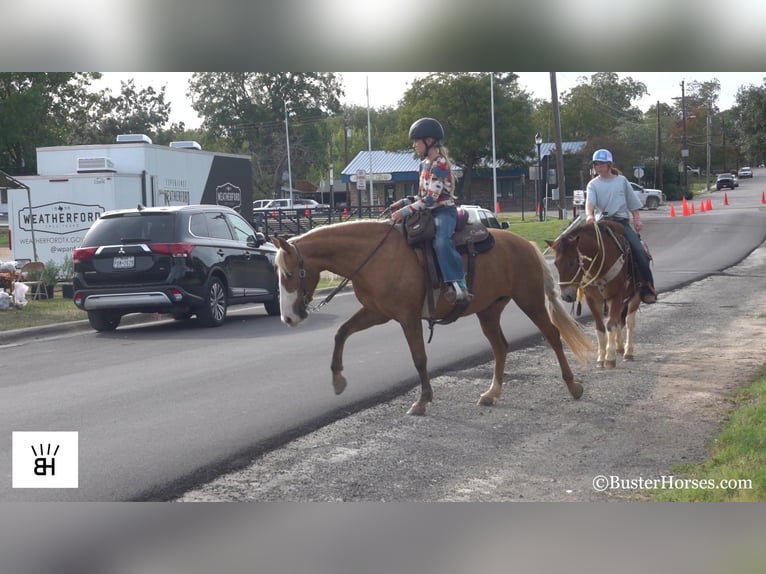 American Quarter Horse Klacz 12 lat 132 cm Izabelowata in Weatherford TX