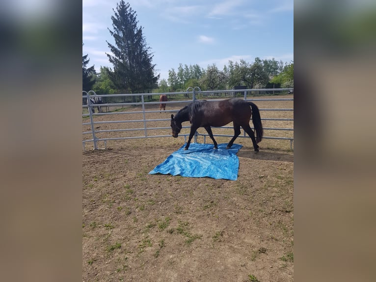 American Quarter Horse Klacz 12 lat 138 cm Gniada in Büttstedt