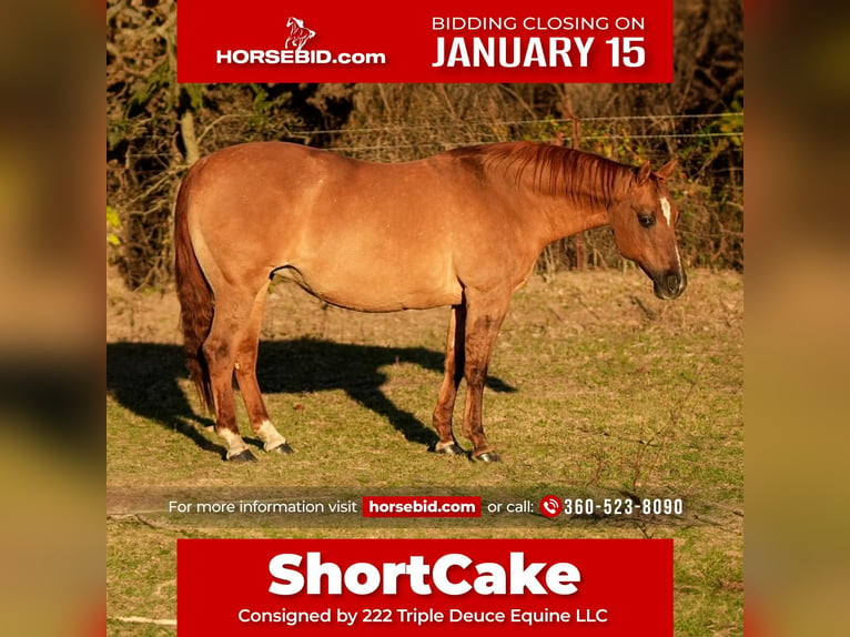 American Quarter Horse Klacz 12 lat 142 cm Bułana in Weatherford, TX