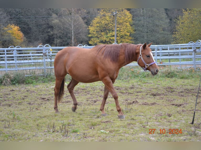 American Quarter Horse Klacz 12 lat 145 cm Ciemnokasztanowata in Pressath