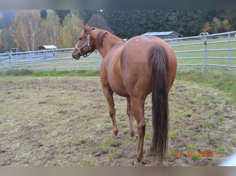 American Quarter Horse Klacz 12 lat 145 cm Ciemnokasztanowata in Pressath