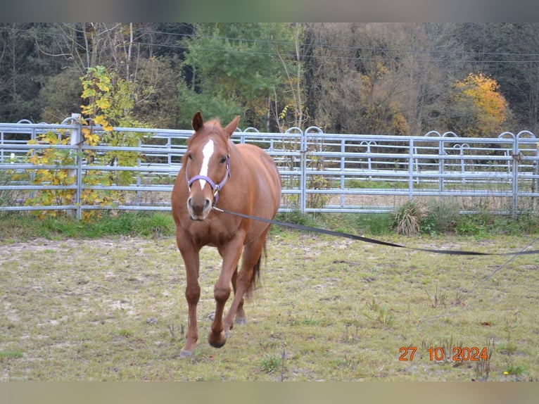 American Quarter Horse Klacz 12 lat 145 cm Ciemnokasztanowata in Pressath