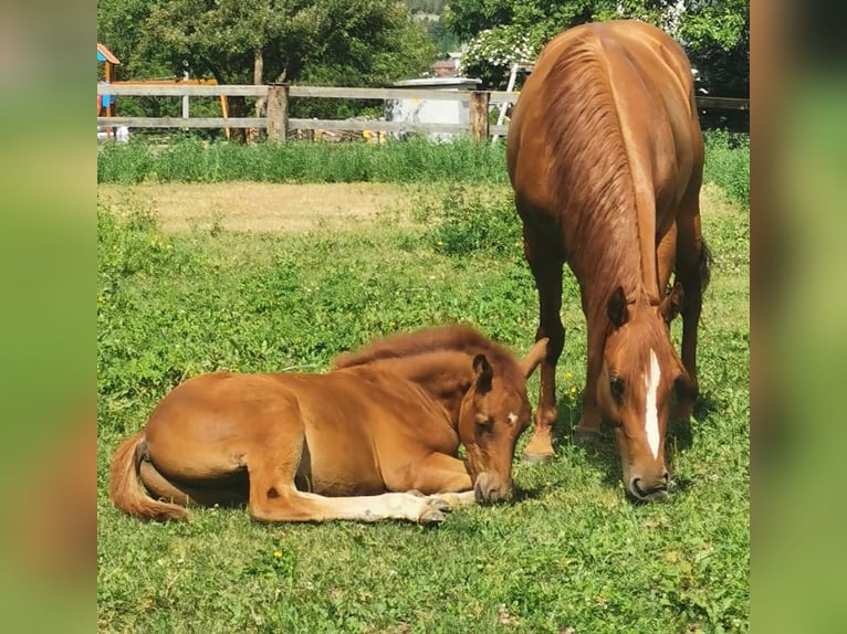 American Quarter Horse Klacz 12 lat 145 cm Ciemnokasztanowata in Pressath