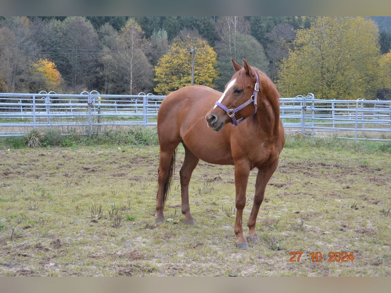 American Quarter Horse Klacz 12 lat 145 cm Ciemnokasztanowata in Pressath