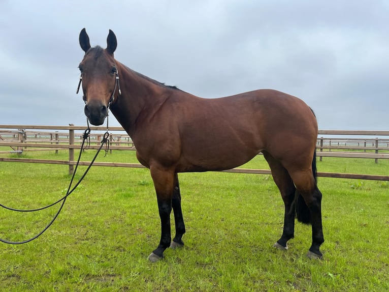 American Quarter Horse Klacz 12 lat 145 cm Ciemnokasztanowata in Creil