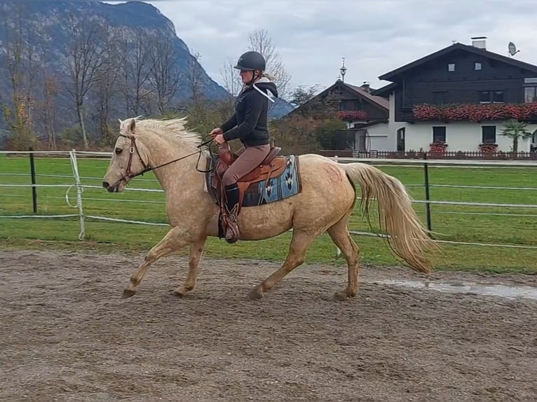American Quarter Horse Klacz 12 lat 145 cm Izabelowata in Kirchbichl