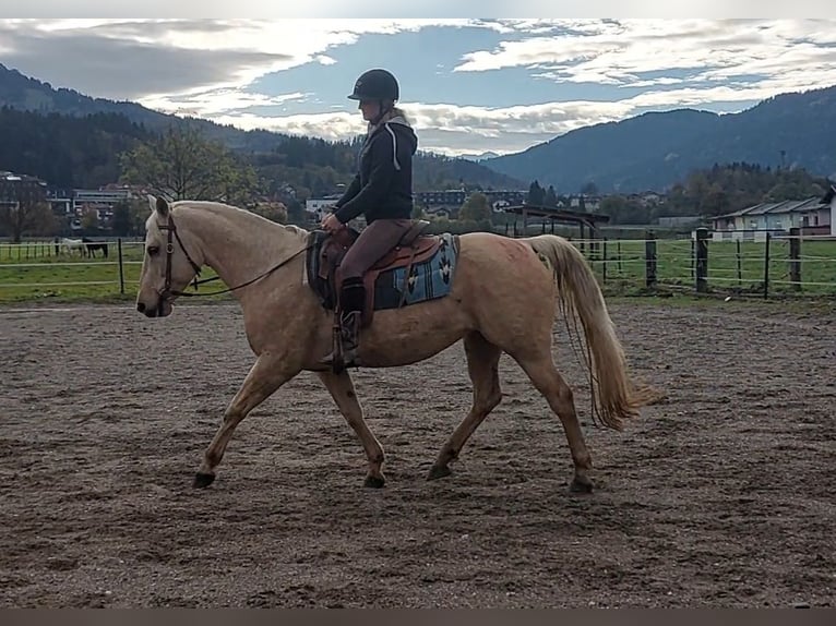 American Quarter Horse Klacz 12 lat 145 cm Izabelowata in Kirchbichl