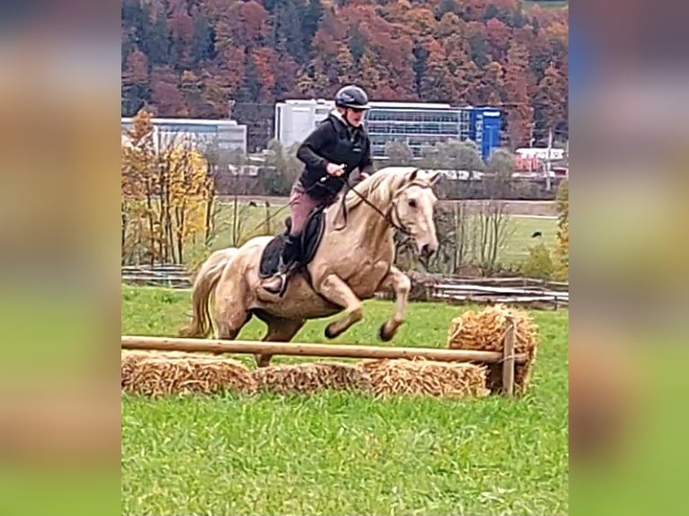 American Quarter Horse Klacz 12 lat 145 cm Izabelowata in Kirchbichl