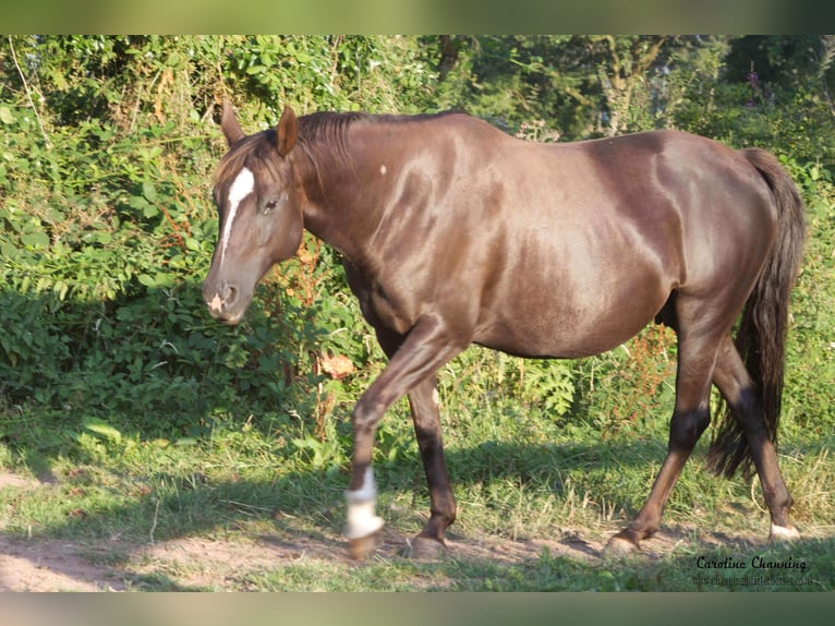 American Quarter Horse Klacz 12 lat 145 cm Izabelowata in Brecon